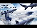 Lufthansa To Equip Entire Boeing 777F Fleet With Sharkskin Technology