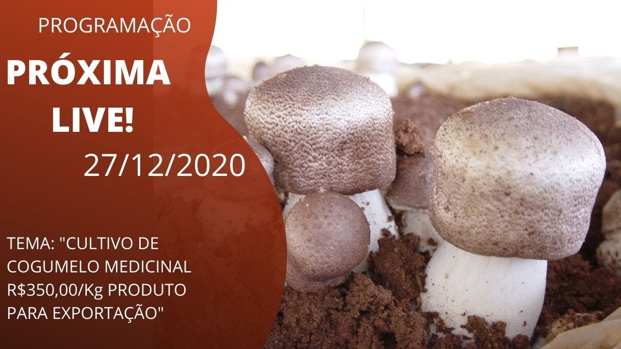 LIVE - Condições Ambientais para Produzir Cogumelo Medicinal Agaricus  blazei 