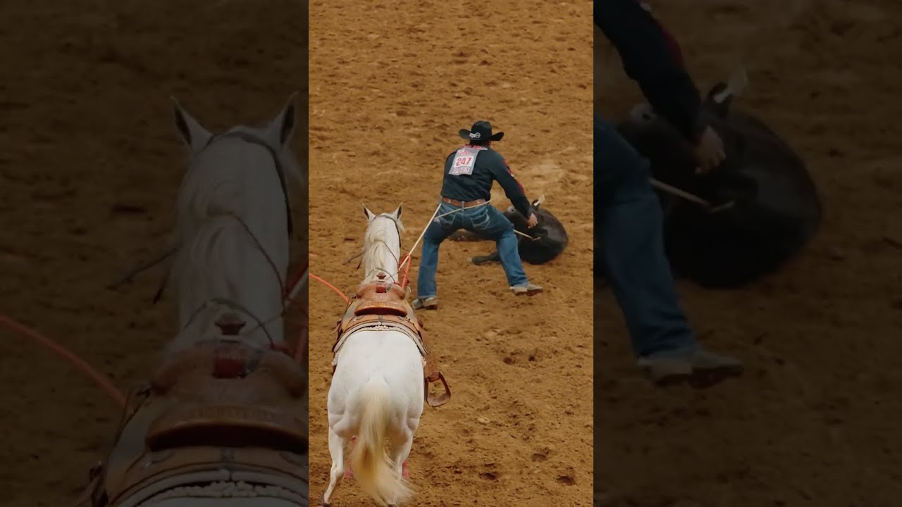 The BEST Calf Roping Angle By Far Shorts