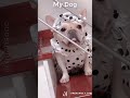 My Friends Dog vs My Dog🐶🤣59