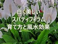 育てやすいスパティフィラム「育て方と風水効果」