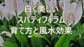 スパティフィラムの育て方 日常管理 Youtube スパティフィラムの育て方 日常管理 Youtube