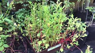 Crops Grown & Seeds Planted In July and August - Florida Vegetable Garden