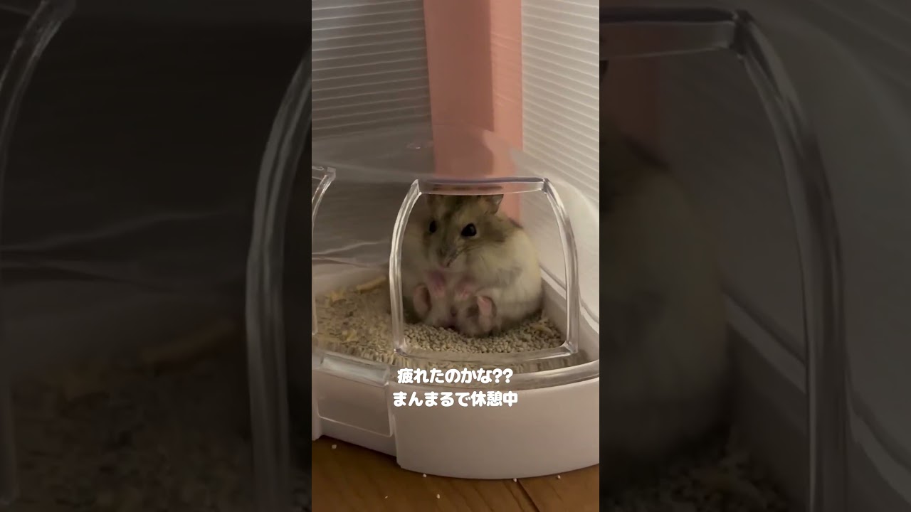 1年生なハムスターが可愛すぎる【ててらぼペット部】