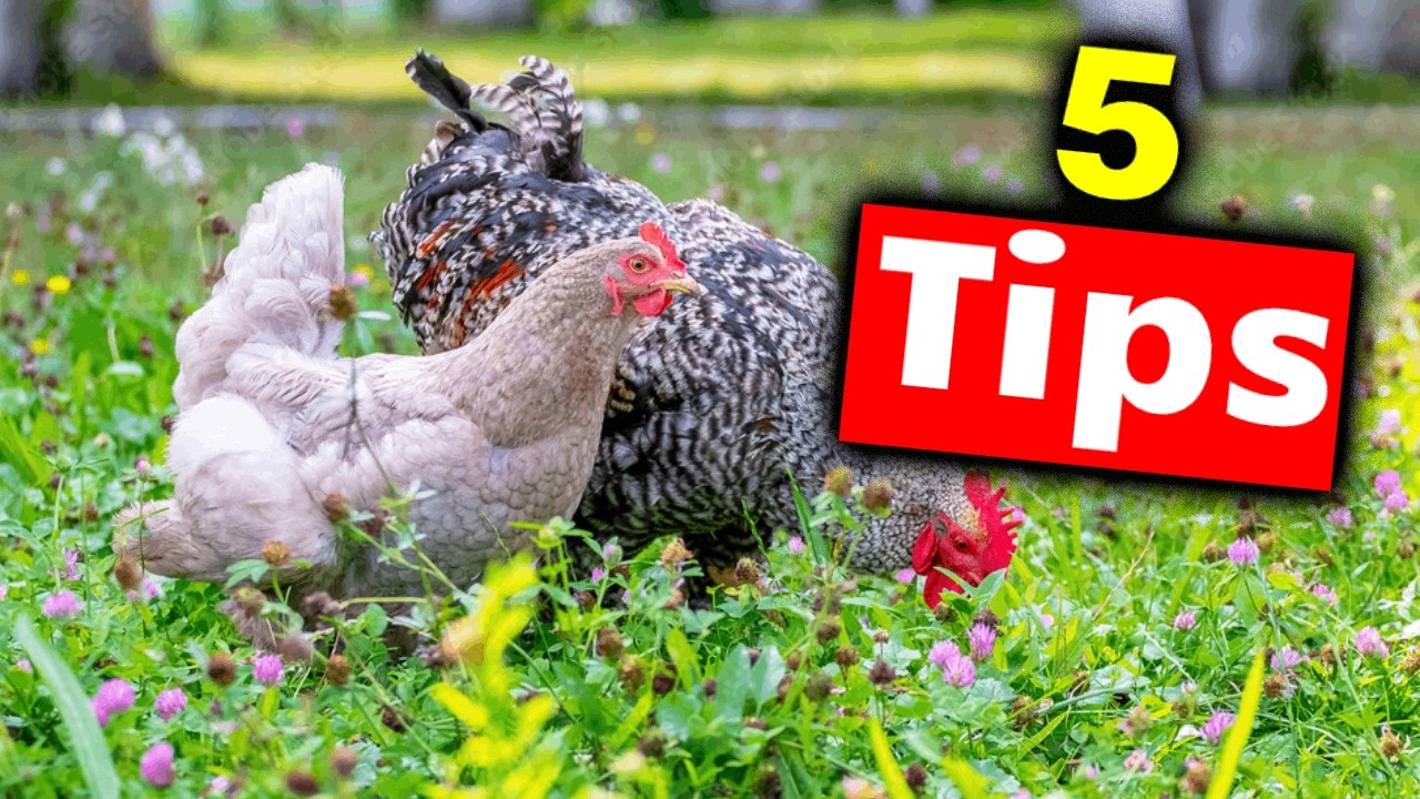 5 INSANE Tips For Raising Backyard Chickens - YouTube