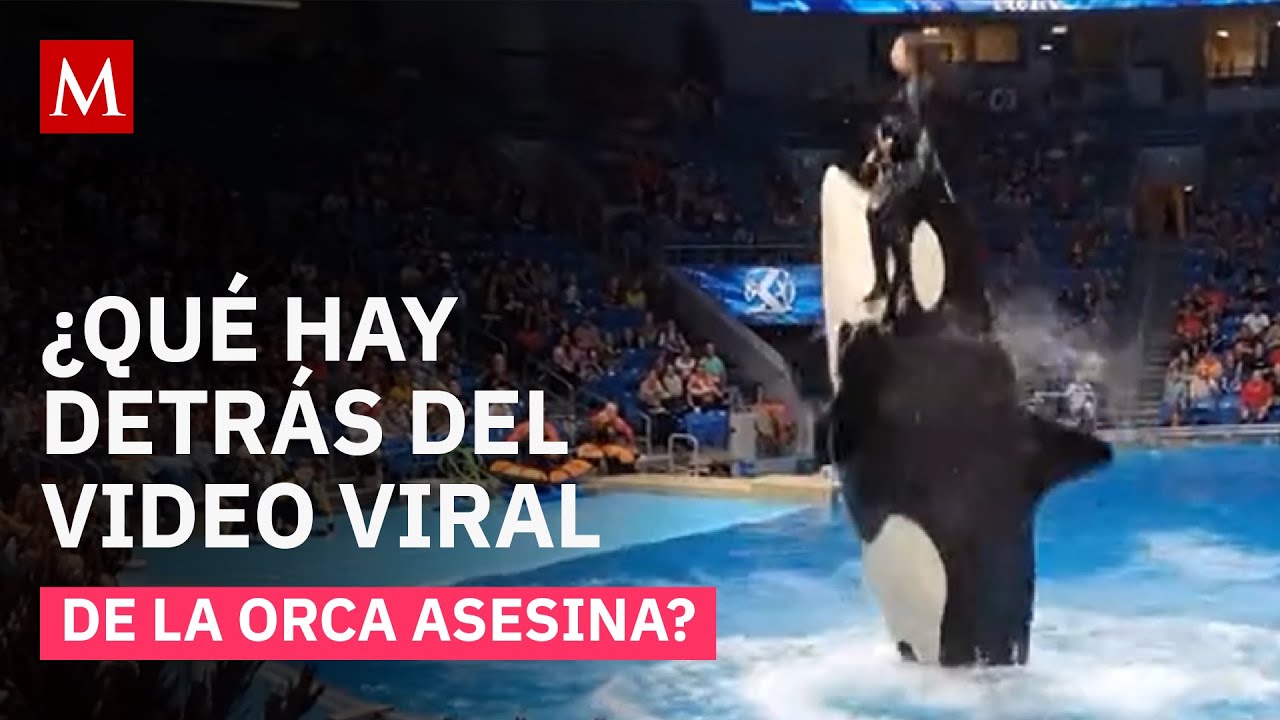 ¿Quién es Jessica Radcliffe, la entrenadora de orcas del video viral?
