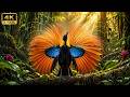 Top 200 Rare &amp; Strange Bird Sounds That Melt Away Anxiety 🌿 Stress Relief Proven to Work | 4K ASMR