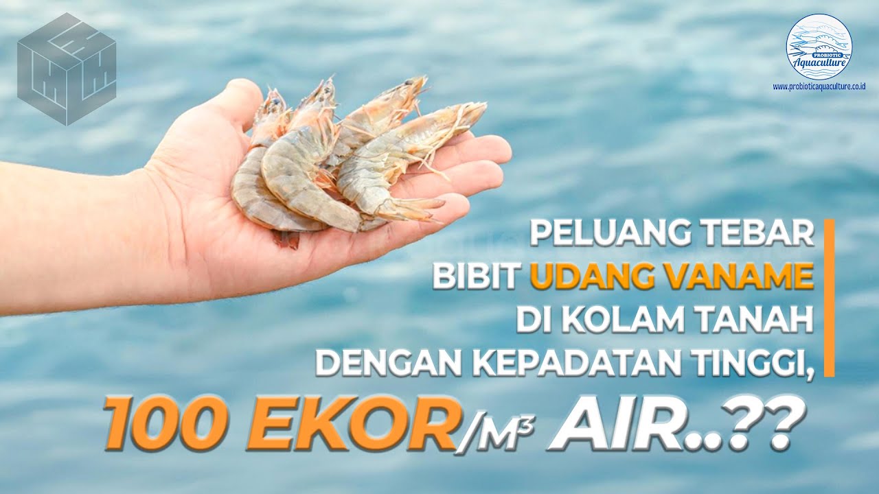 Peluang Tebar Bibit Udang VANAME Di Kolam Tanah Dengan Kepadatan Tinggi, 100 Ekor/Meter Kubik Air??