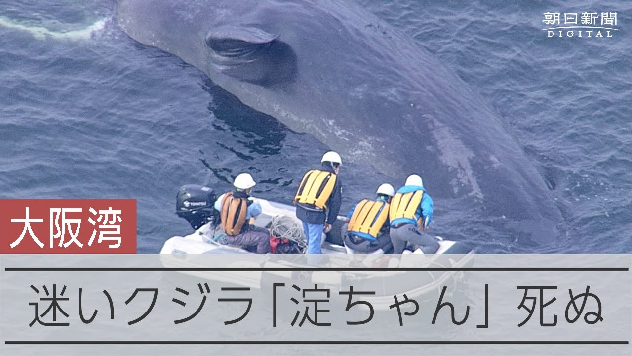 大洋ホエールズ　TAIYO Whales 15年史 1964年発行 大洋ホエールズ TAIYO Whales 15年史 1964年発行 プロ野球 1960