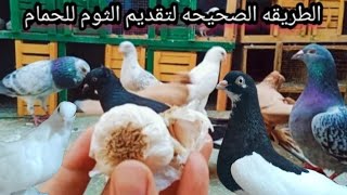 فوائد الثوم للحمام و الطيور /والطريقة الصحيحه لاستخدامه علاج جميع امراض الحمام والطيور ?