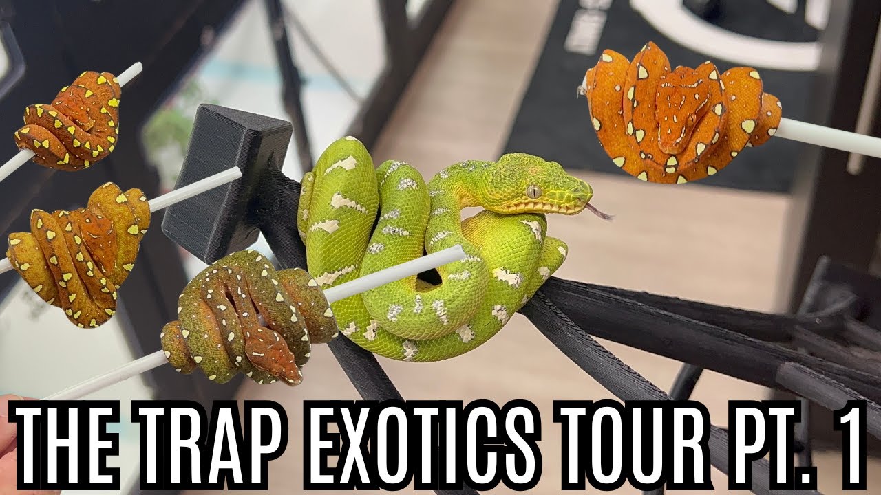 The Trap Exotics Tour Part 1 | Baby Arboreals!