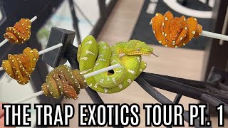 Mind Blowing Baby Green Tree Pythons And Emerald Tree Boas!!