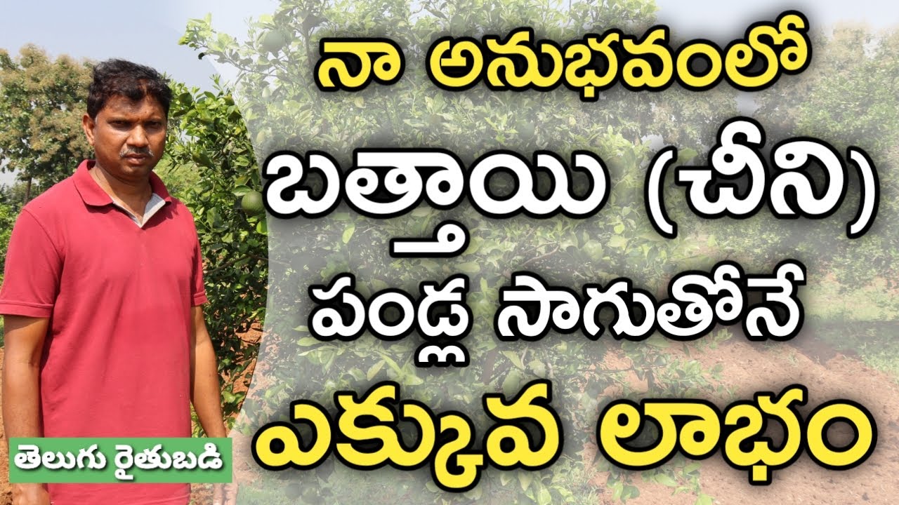 15 ఏండ్ల అనుభవం నాది.. బత్తాయి(చీని) సాగులో మొక్కల ఎంపికే ముఖ్యమైంది | Telugu Rythu Badi