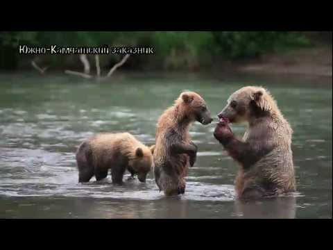 Как медведи делают это?// Бурый медведь//Дикая природа России.