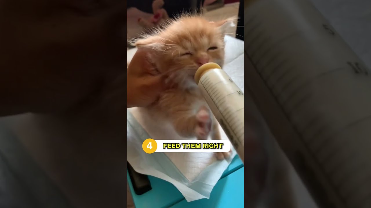 How To Take Care Of Episode 3 NEWBORN KITTENS 