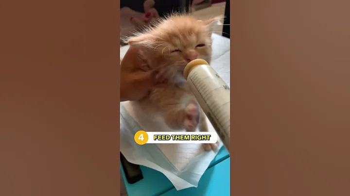 How To Take Care Of (Episode 3): NEWBORN KITTENS 🐱✨