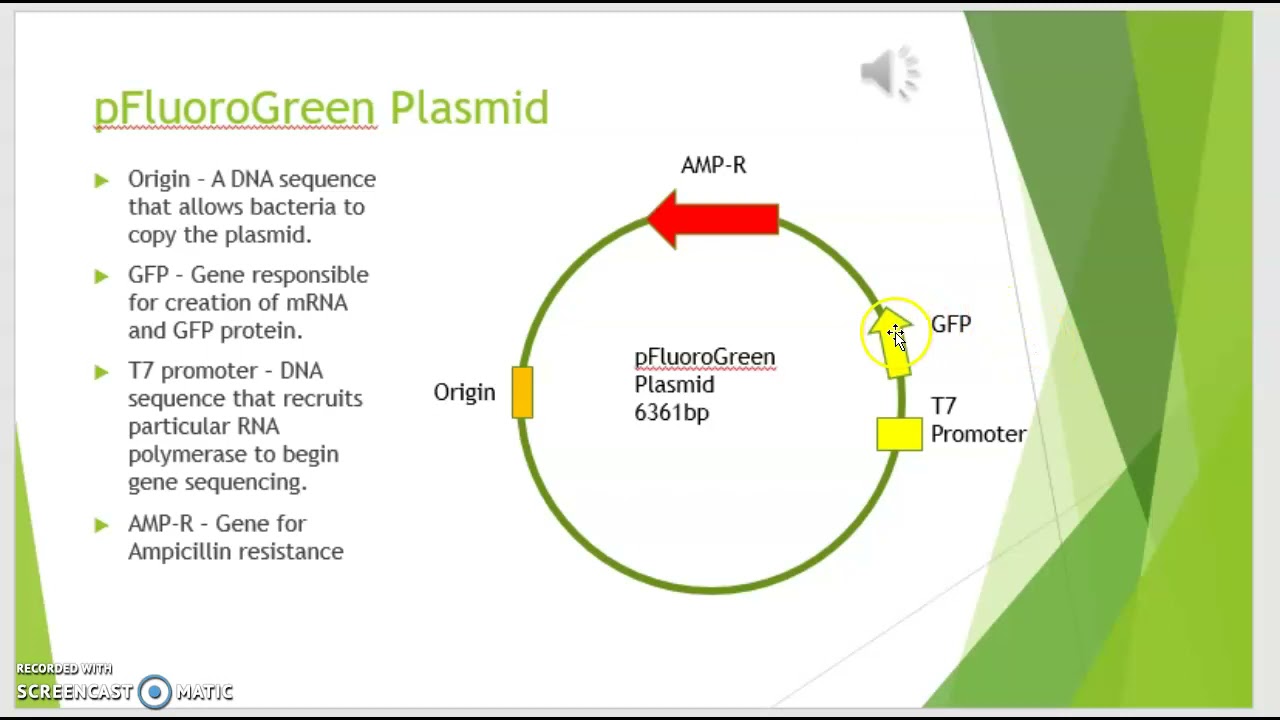 Biotechnology with GFP 1