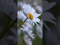 Aesthetic Frame TV Art 4K 🖼️ | Minimalist Still Life &amp; Cozy Decor Vibes ✨ | Relaxing Home Art 🌿