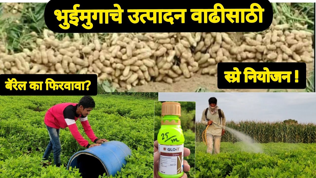 भुईमुगाचे उत्पादन वाढीसाठी उपाय योजना । #भुईमूग । groundnut farming ...