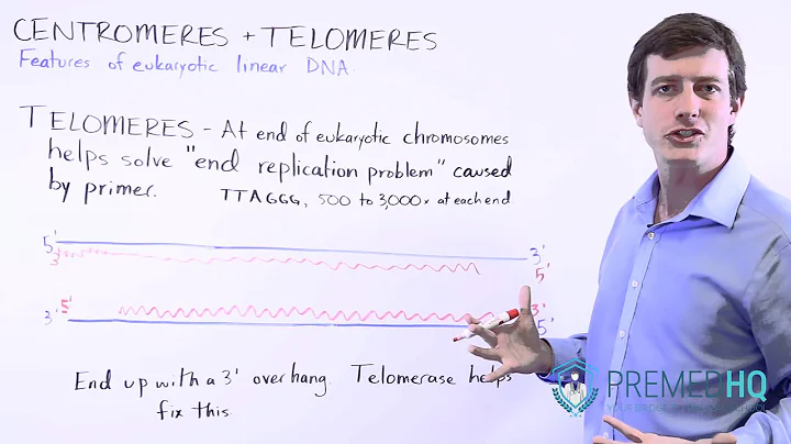 Telomeres, Telomerase, and their Function