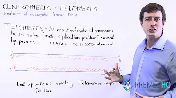 Como ativar a enzima telomerase?