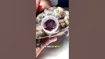 Dierenarts redt leven van schildpad met plastic flessendop! 🐢👏