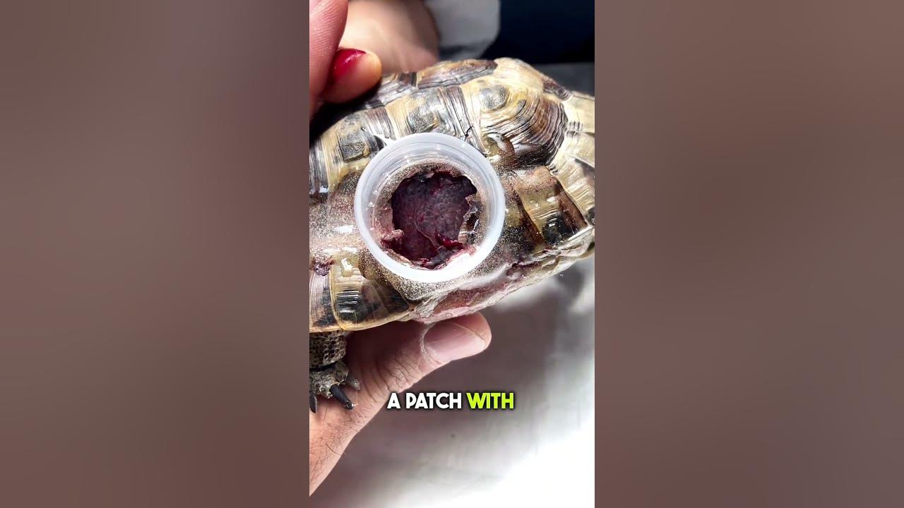 Vet Saves Turtle’s Life with a Plastic Bottle Cap! 🐢👏