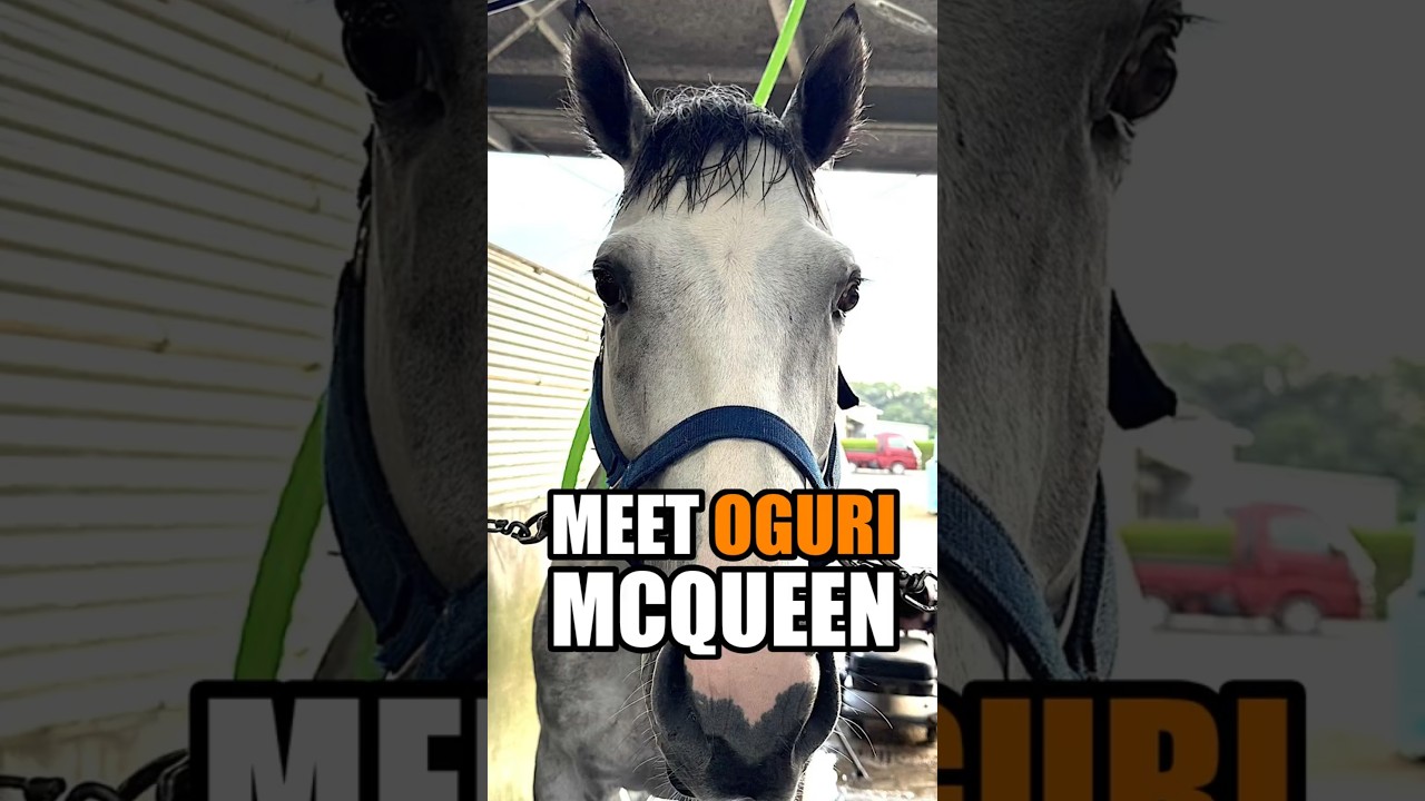 Yes, Oguri McQueen Is a Real Horse