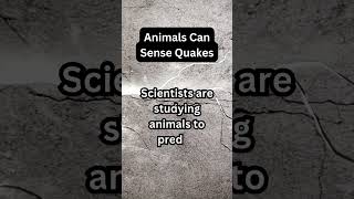 Can Animals Predict Earthquakes Before They Strike? #AnimalInstincts #earthquake  #SeismicSense