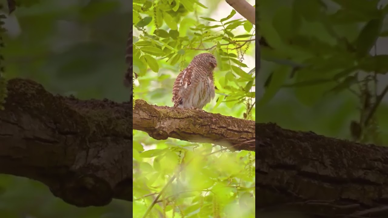 A very stealthy owl.