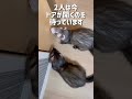 フェレットが懐くと飼い主にずっと付いてきますwww