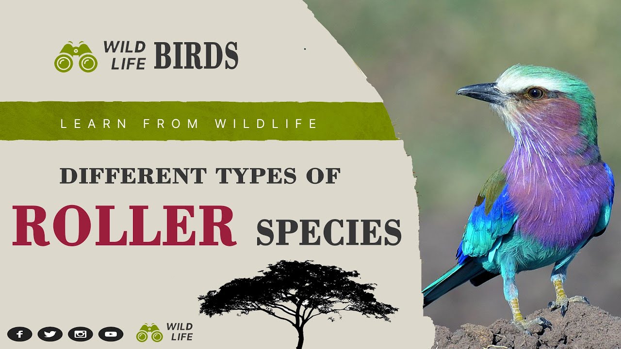 roller-birds-ii-different-types-of-roller-bird-species-ii-youtube