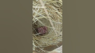 Java Sparrow Seed mix, Fawn Java , Java Sparrow , Java Finch , Lovebird , White Java , Silver Java