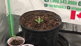 Cannabis Cultivate for the love of pot - TNB Naturals