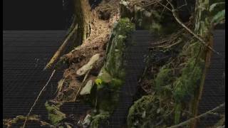 RealityCapture photogrammetry 3d scan of  rocks in forest