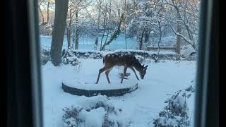 Winter at Grasmere Lake / Bradys Pond, Staten Island