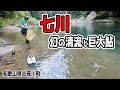 和歌山随一の清流！古座川町七川で巨大鮎を釣ってきました（和歌山県古座川町・鮎の友釣り）