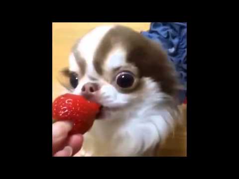 Funny Dog eating Strawberry