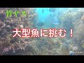 【魚突き】竹ヤスで大型魚狙ってみた！浅場で魚突き