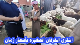 اسعار الخرفان الصغيره اليوم بيع حصرى بأسعار زمان داخل سوق السبت للمواشى اسعار سوق الخروف