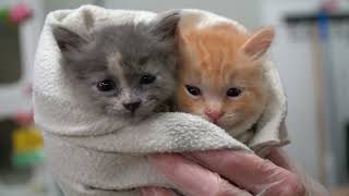 100% Chance of Kitten Showers!
