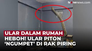 Bikin Heboh! Ular Piton 4 Meter ‘Ngumpet’ di Rak Piring Dapur Warga | OneNews Update