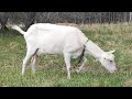 Пьют ли козы молоко? Отучаю козу от самовыдаивания.