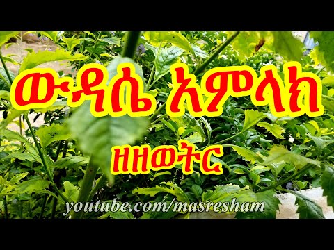 ውዳሴ አምላክ ዘዘወትር Wudase Amlak Zezewetir