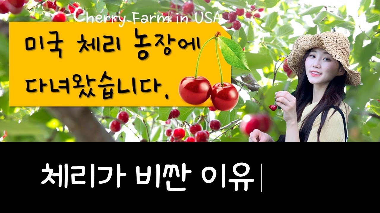 [ENG SUB/ 미국전공연수 ] 미국 체리농장 체험기! 체리따면 다 내꺼?! Cherry picking in America~