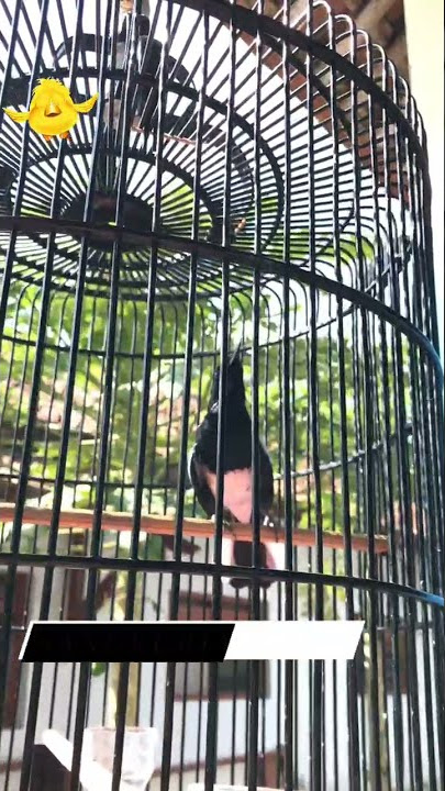 KACER FULL MATERI TEMBAKAN KASAR