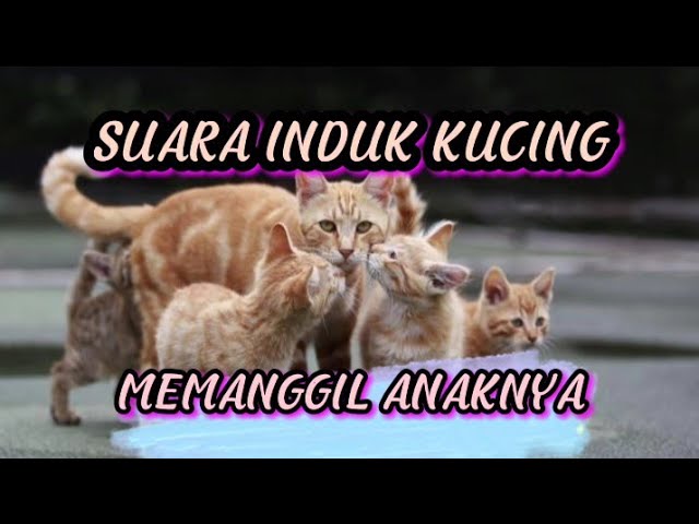 SUARA INDUK KUCING MEMANGGIL ANAKNYA.. class=