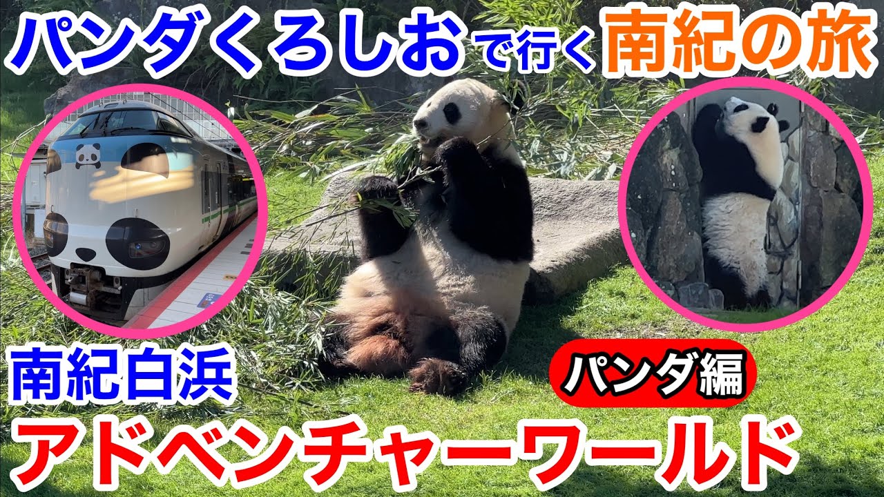 【白浜観光】パンダくろしおで行く南紀白浜 アドベンチャーワールド パンダ編