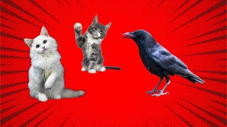 Crows Troll Cats, Dogs, Rats And Even Snakes