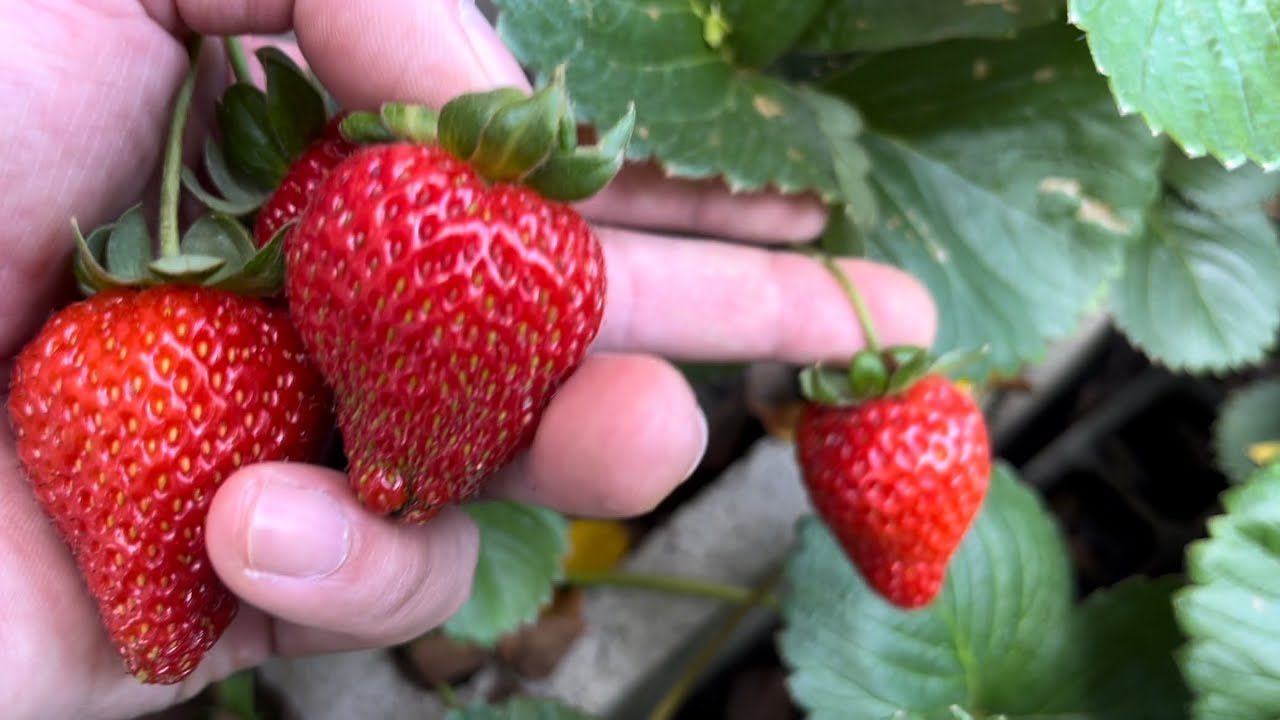 Harvesting Strawberries, corn, tomatoes etc. from our garden | Simpleng hardin pero rock ❤️